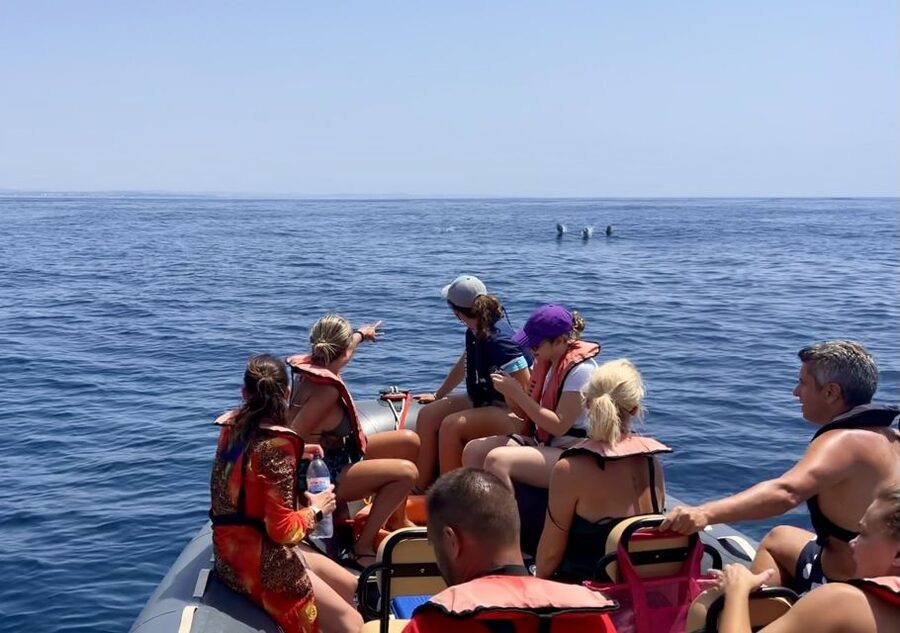 Lagoa: Dolphin Watching & Benagil Tour with Biologist Guide - What makes the biologist guide worth it (and what you’ll actually learn)