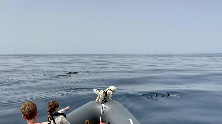 Lagoa: Dolphin Watching & Benagil Tour with Biologist Guide - Benagil Cave and the other rock caves: the second act