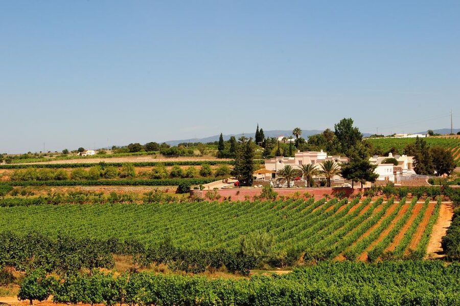 Lagoa: Guided Winery Tour and Local Wine Tasting - Quick hits before you go
