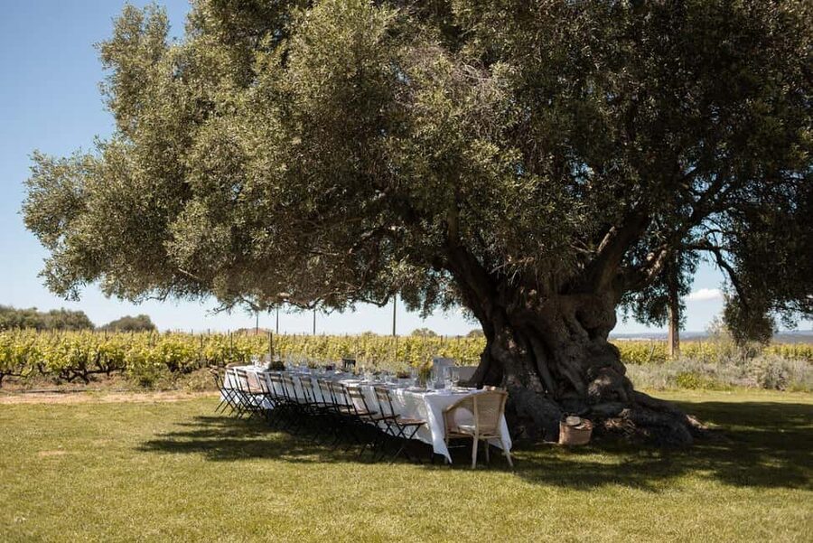 Lagoa: Vineyard Tour and Wine Tasting - Price, timing, and group size: is it good value?