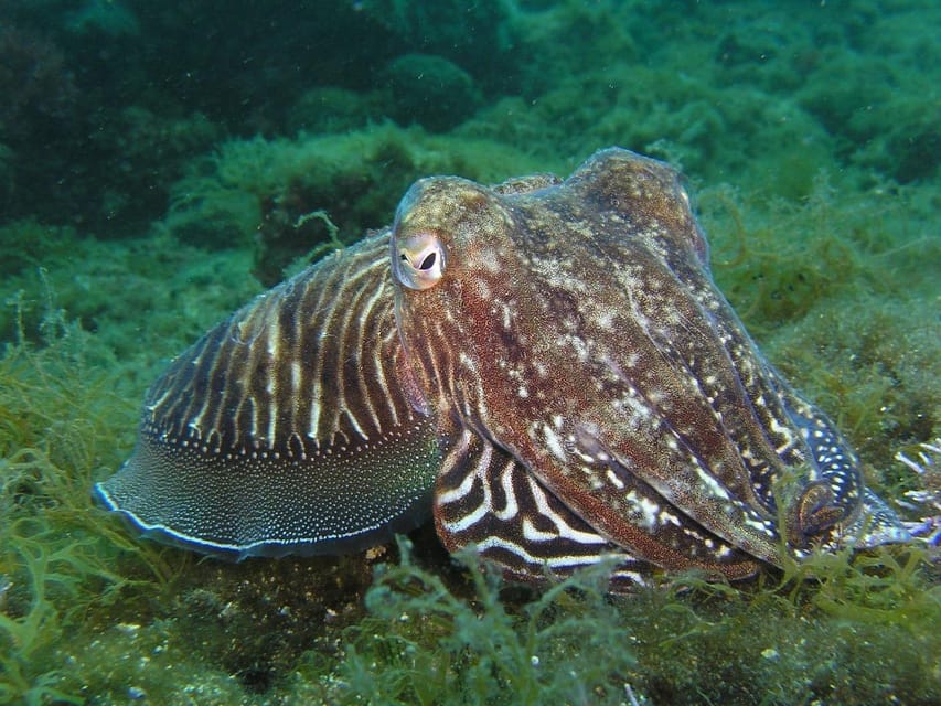 Lagos: 2 Dives on the local Reefs (FOR CERTEFID DIVERS ONLY) - Where you meet and how the day flows