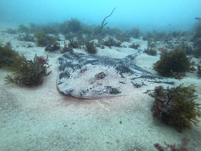 Lagos: 2 Dives on the local Reefs (FOR CERTEFID DIVERS ONLY) - Gear and boat transport: why the inclusions matter