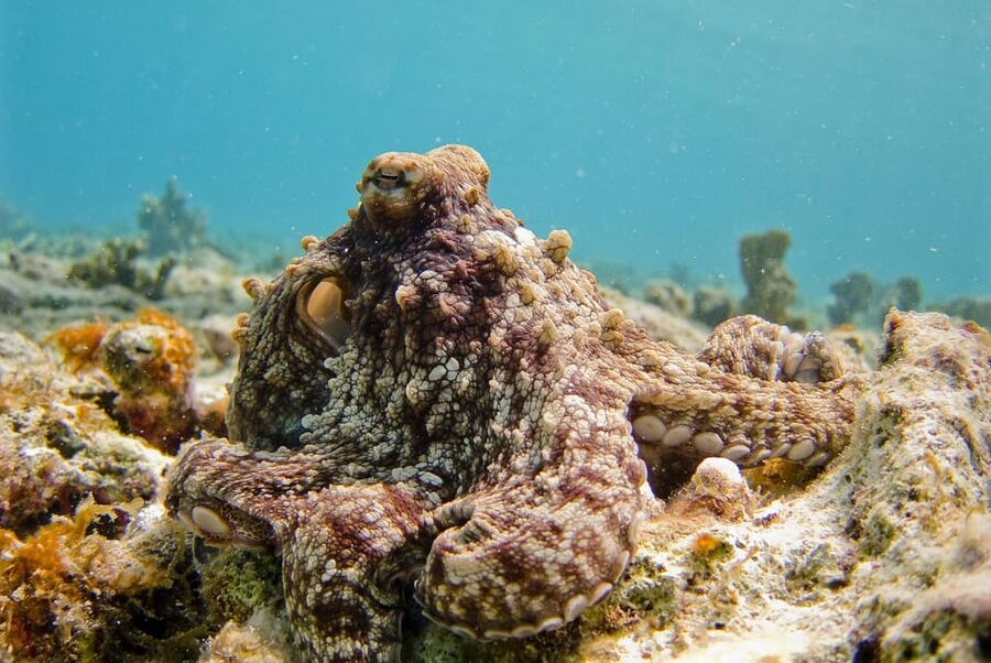 Lagos: 2 Dives on the local Reefs (FOR CERTEFID DIVERS ONLY) - Price and value: what $153 buys you