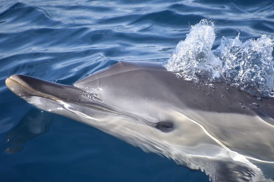 Lagos: Combo Dolphin and Benagil Tour with Marine Biologist - Lagos to Benagil in one outing, and why that matters