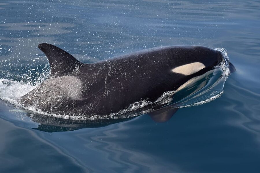 Lagos: Combo Dolphin and Benagil Tour with Marine Biologist - The Algarve coastline cruise back to Lagos Marina