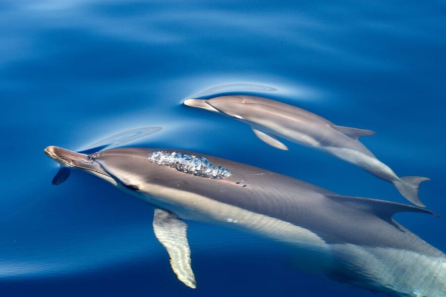 Lagos: Combo Dolphin and Benagil Tour with Marine Biologist - Who it suits, and who it does not