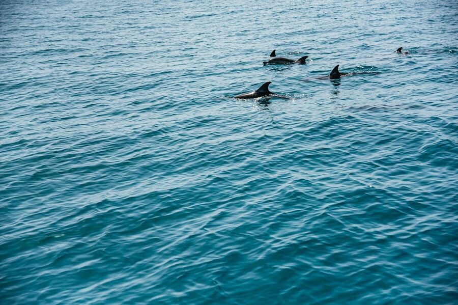 Lagos: Dolphin Watch Tour with Professional Marine Biologist - Should you book the Lagos dolphin watch with a marine biologist?