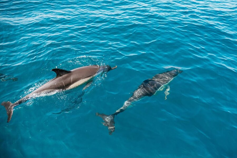 Lagos: Dolphin Watch Tour with Professional Marine Biologist - The marine biologist factor: what you learn while you watch