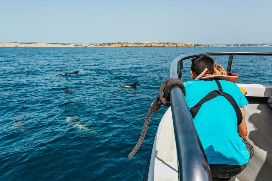 Lagos: Dolphin Watch Tour with Professional Marine Biologist - The dolphins you might spot (and the day-to-day variety)
