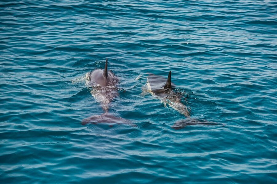Lagos: Dolphin Watch Tour with Professional Marine Biologist - Respectful viewing: why your distance actually helps the experience