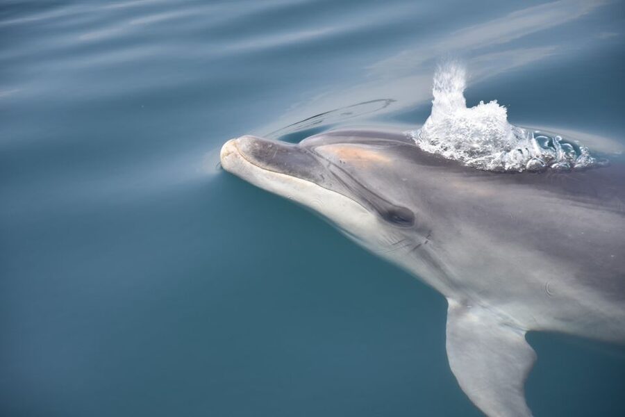 Lagos: Dolphin Watch Tour with Professional Marine Biologist - The real value of paying $42 for dolphin watching in Lagos
