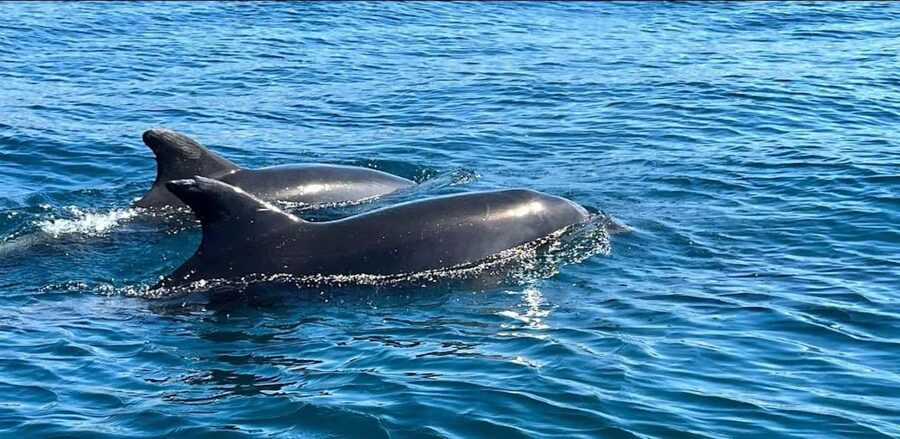 Lagos: Dolphin Watching Tour - Key Points Before You Go