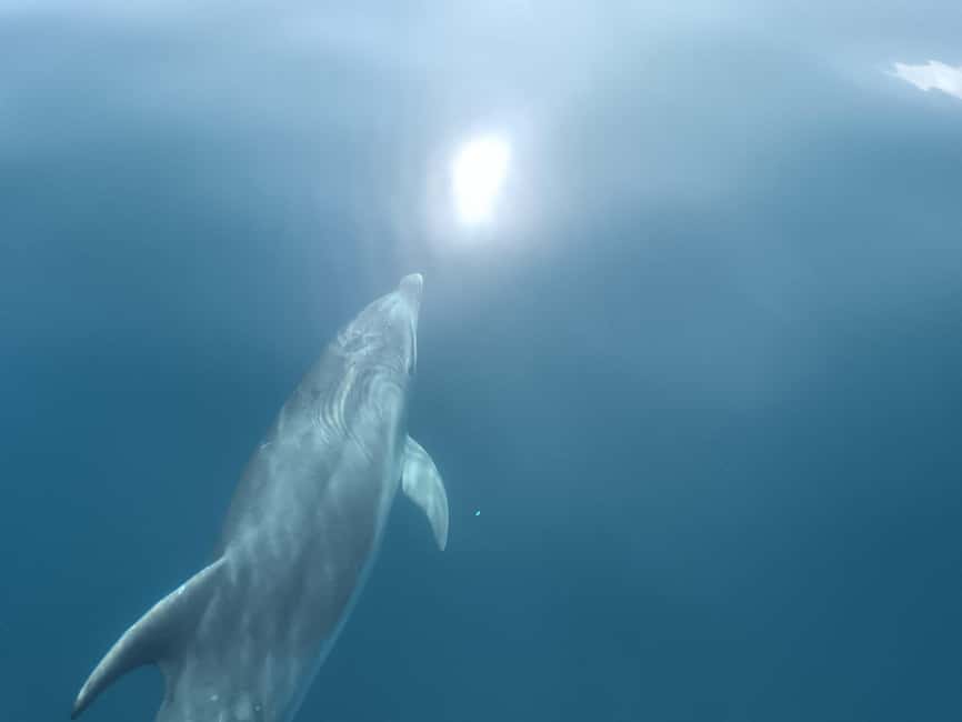 Lagos: Dolphin Watching Tour - The 90 Minutes on the Water: What the Crew Actually Does