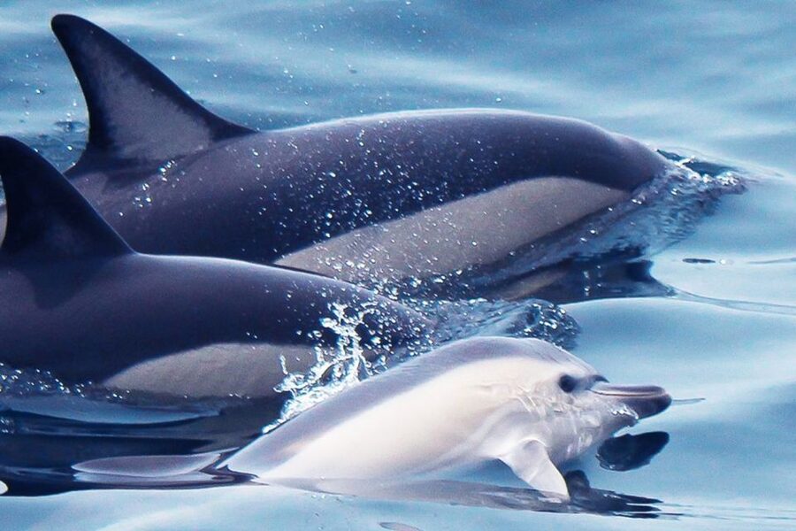 Lagos: Dolphin Watching with Professional Marine Biologists - Key Highlights Worth Your Attention