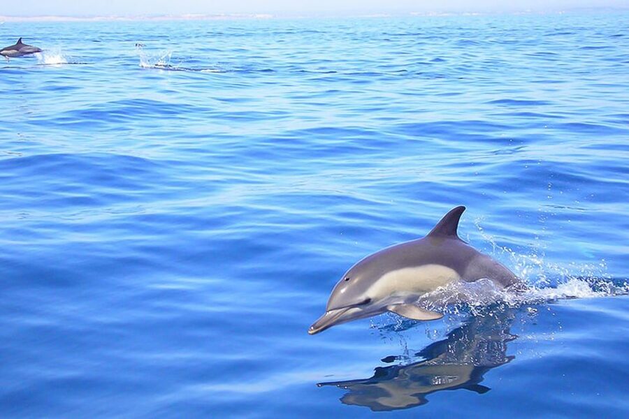 Lagos: Dolphin Watching with Professional Marine Biologists - Entering Lagos at Seafaris, Marina de Lagos Check-In