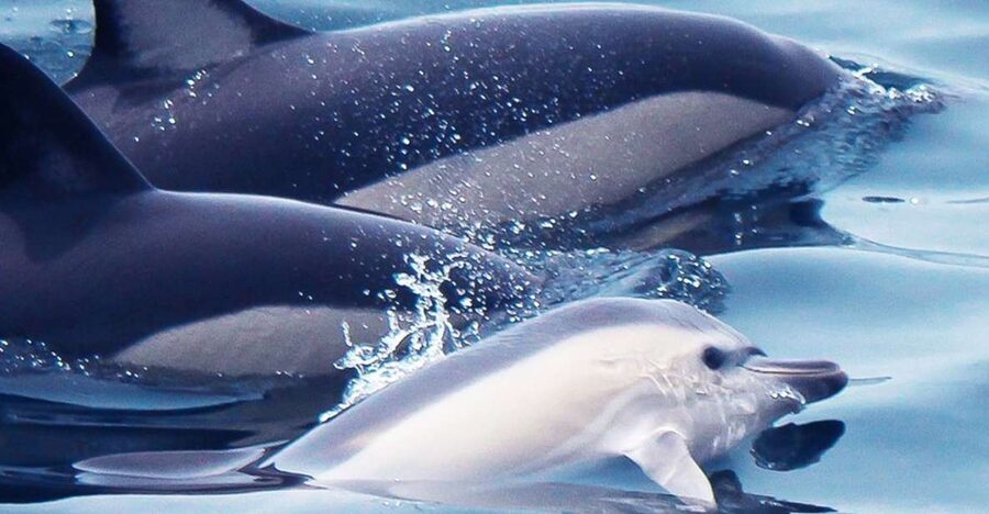 Lagos: Dolphin Watching with Professional Marine Biologists - How 90 Minutes Turns into Dolphins at Eye Level