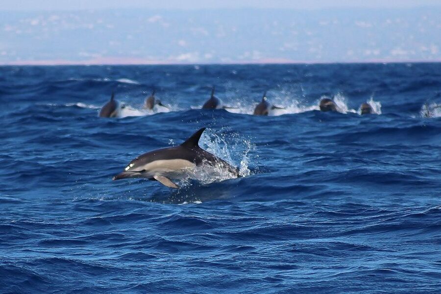 Lagos: Dolphin Watching with Professional Marine Biologists - Quick Prep Checklist for a Windy, Fast Boat Day