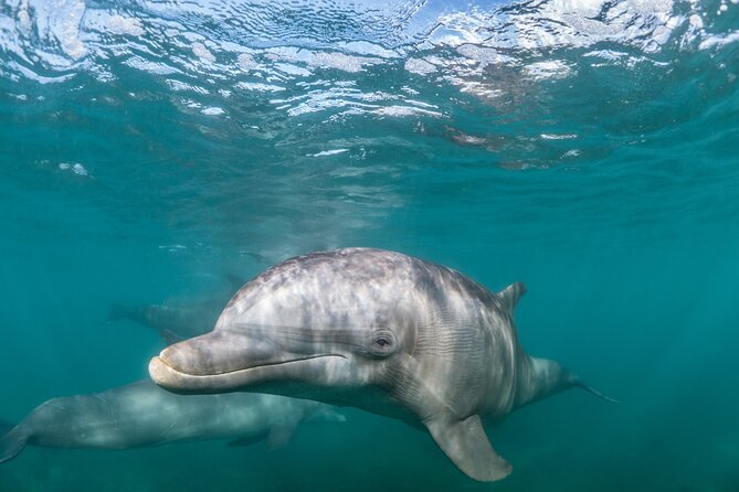 Lagos: Dolphins & Benagil Caves – Catamaran - Key points worth knowing before you go
