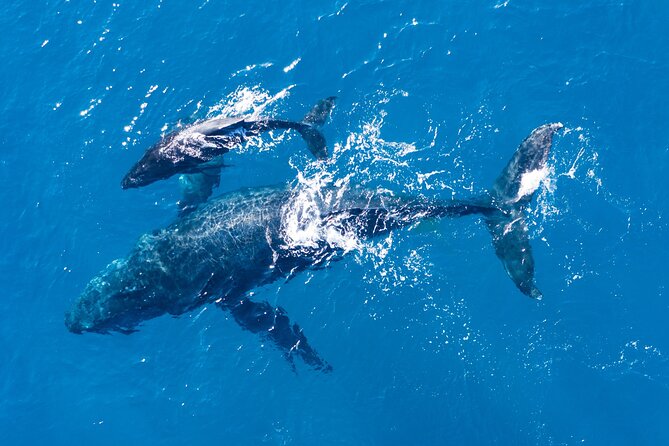 Lagos: Dolphins & Benagil Caves – Catamaran - Comfort and small perks that make 3.5 hours easier
