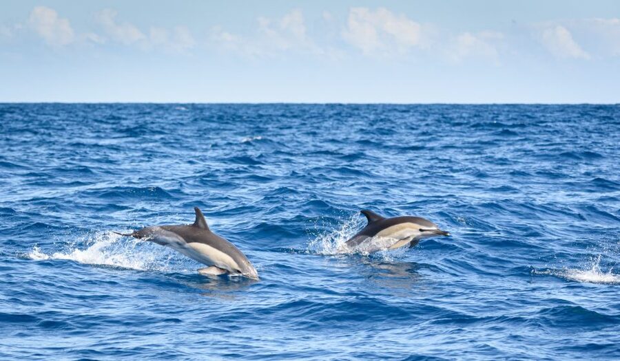 Lagos: Dolphins & Caves - Catamaran - Why the Crew’s Distance Rules Make the Trip Better