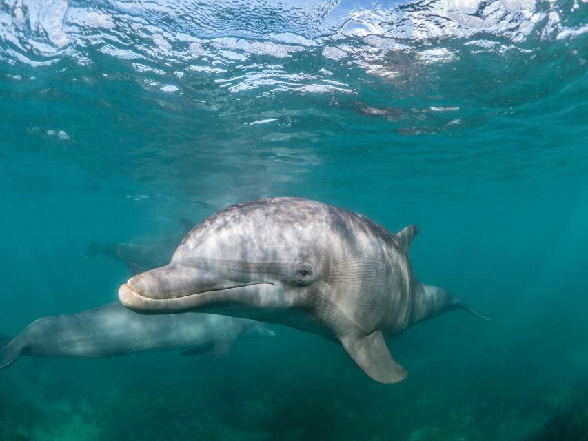 Lagos: Dolphins & Caves - Catamaran - Comfort on Board: Shaded Seats, Space to Move, and the Bar