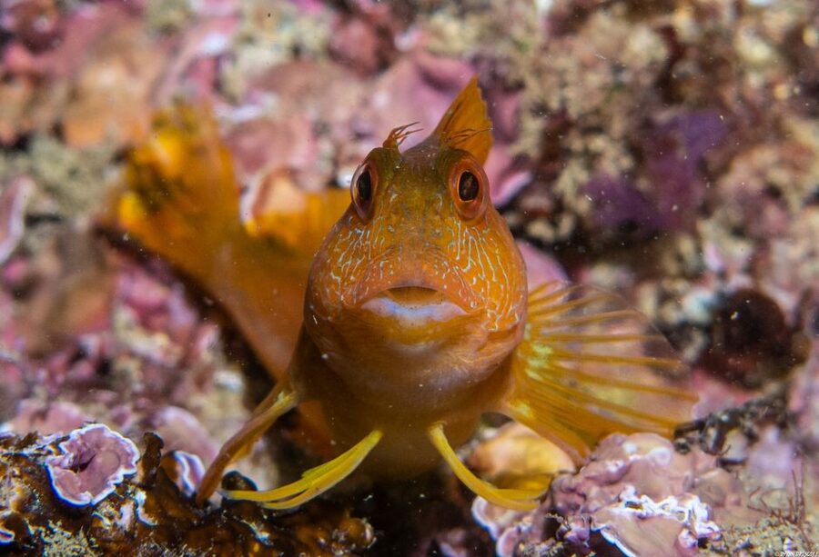 Lagos: Guided Scuba Diving Trip for Beginners - Key Things That Make This Lagos Scuba Trip Worth Your Time