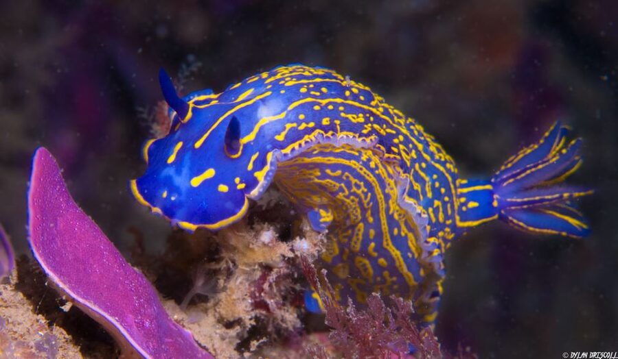 Lagos: Guided Scuba Diving Trip for Beginners - The Short Boat Ride and the One Guided Underwater Session