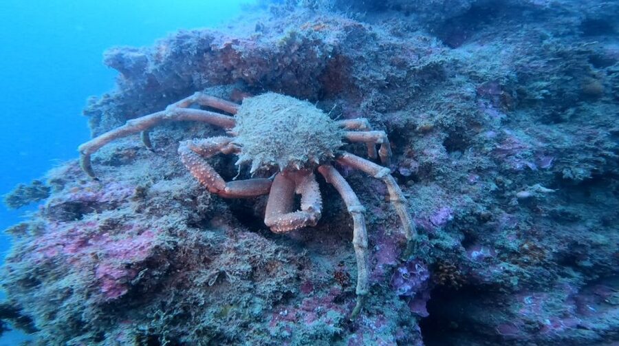 Lagos: Guided Scuba Diving Trip for Beginners - What to Bring, What to Leave Behind, and Towel Reality