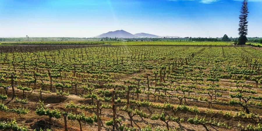 Lagos/Praia da Luz: Wine Tour, Tastings, Tapas, and Music - What to Bring and Who This Tour Fits