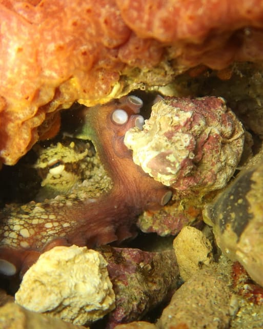 Lagos: Scuba Diving Experience for Beginners - Key things to know before you go