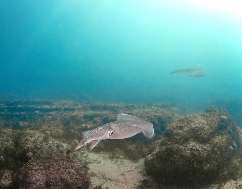 Lagos: Scuba Diving Experience for Beginners - Sea dive the next morning: shallow site by boat, guided marine spotting