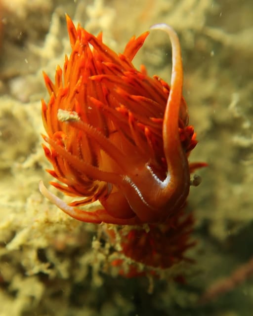 Lagos: Scuba Diving Experience for Beginners - Equipment, snacks, and what to bring (so you are not stuck)