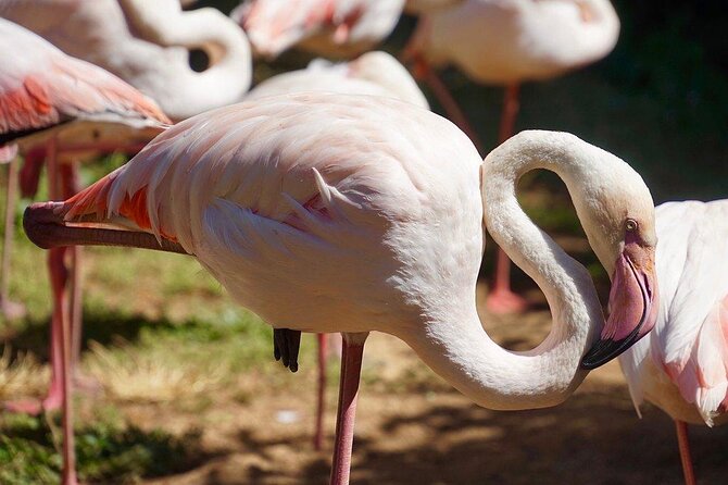 Lagos Zoo Admission Ticket - Key Highlights Worth Building Your Day Around