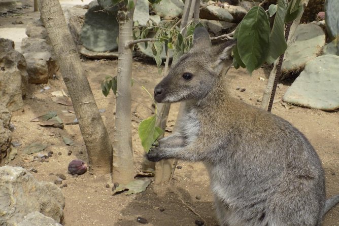 Lagos Zoo Admission Ticket - Entering Parque Zoológico de Lagos: A Zoo Built for Care and Flow