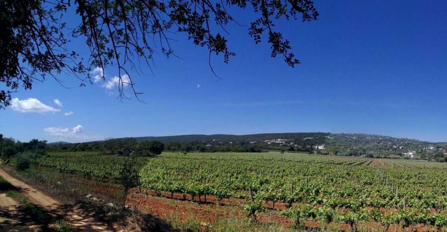 Loulé: Quinta da Tôr Winery Guided Tour and Wine Tasting - Key highlights worth marking in your plans
