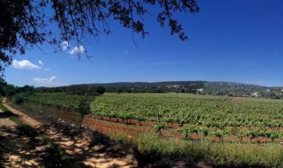 Quinta da Tôr Winery Guided Tour and Wine Tasting