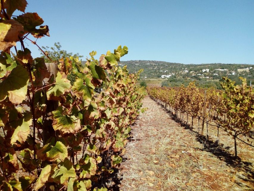 Loulé: Quinta da Tôr Winery Guided Tour and Wine Tasting - Timing and how to plan your day in Loulé