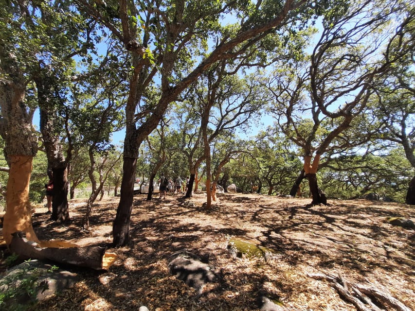 Monchique & Silves: guided day trip - Medronho distillery, honey tastings, and lunch that feels local
