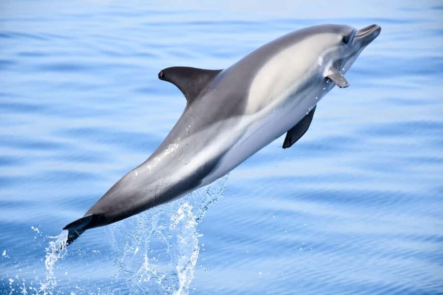 New: Into the Wild - 3H w/Marine Biologists - dolphins &more - Lagos Port to Open Atlantic: What the 3-hour Ride Is Like