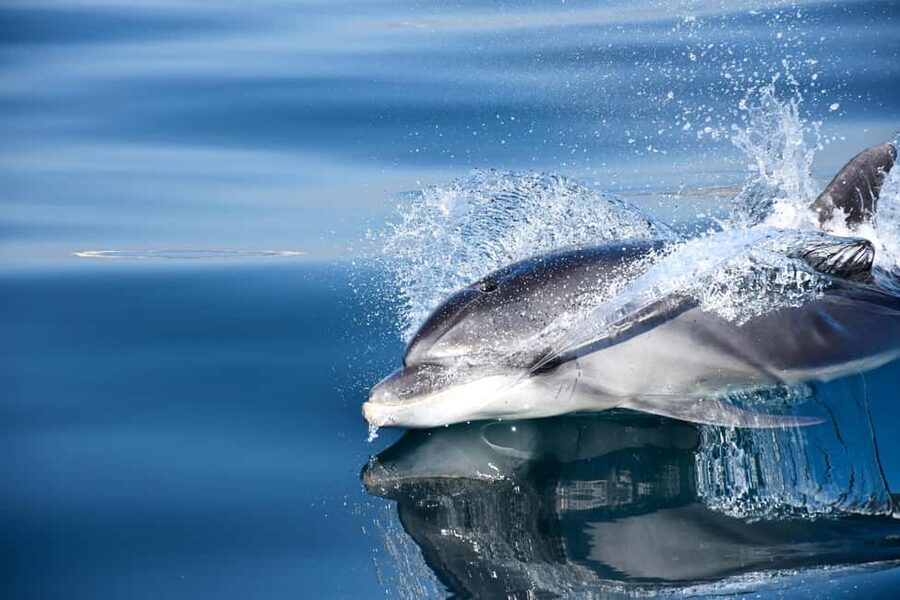 New: Into the Wild - 3H w/Marine Biologists - dolphins &more - Welcome Kit and Biologist-Led Briefing: Learning While You Search
