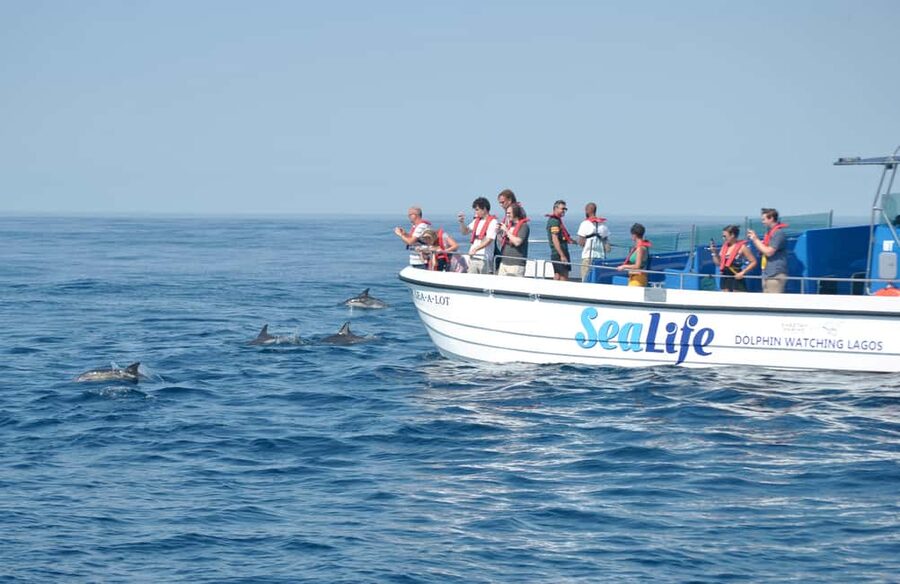 New: Into the Wild - 3H w/Marine Biologists - dolphins &more - Value and Pricing: Is $94 Worth It for Marine Biologist-Led Research?