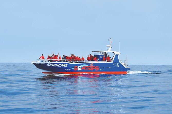 NEW Lagos-Watching Dolphins and Benagil Cave with Biologists - Quick highlights