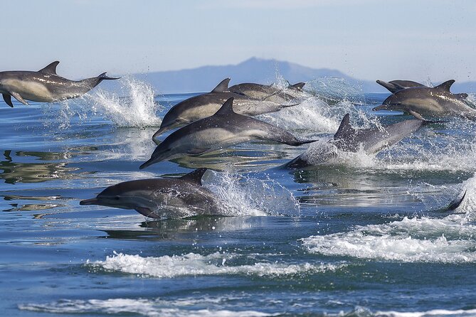 NEW Lagos-Watching Dolphins and Benagil Cave with Biologists - Dolphin watching with a marine biologist in Lagos waters