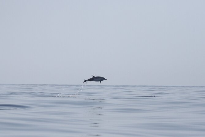 Observing Dolphins in Faro - Key Points You Will Notice on This Faro Dolphin Tour