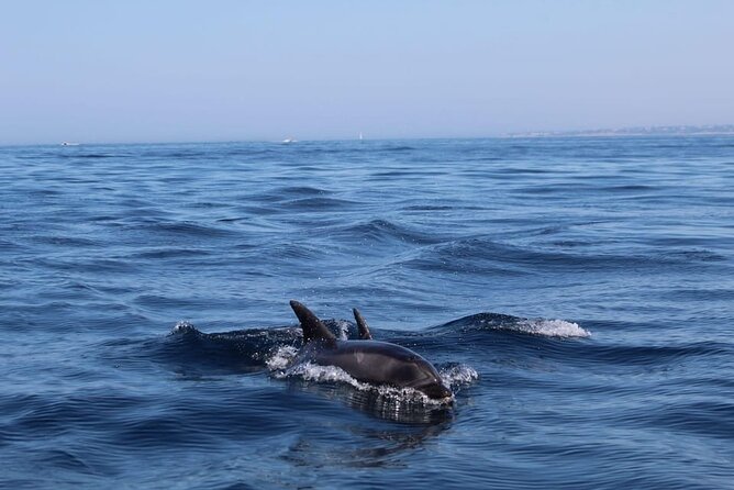 Observing Dolphins in Faro - Getting on the Water at Doca de Faro