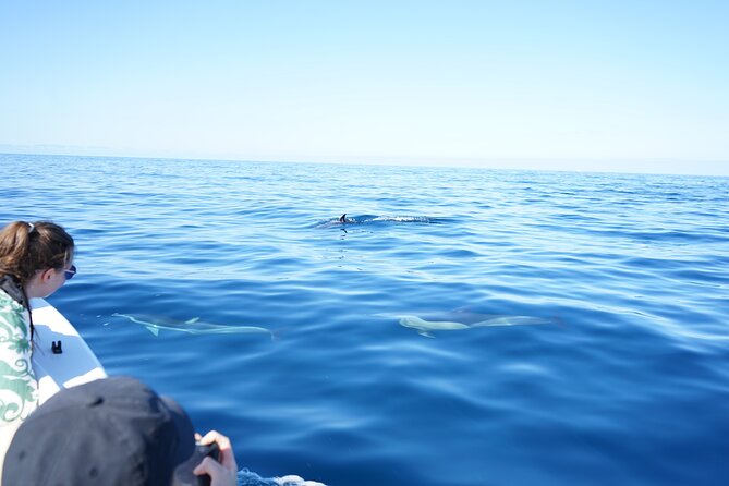 Observing Dolphins in Faro - Heading Toward Open Sea for Wild Dolphins