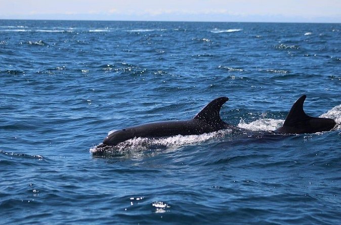 Observing Dolphins in Faro - Timing, Weather, and When to Book