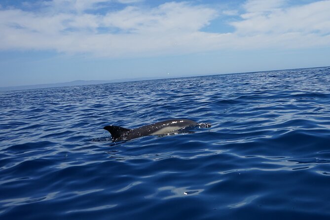 Observing Dolphins in Faro - Price and Value for a 2-Hour-Plus Faro Dolphin Trip