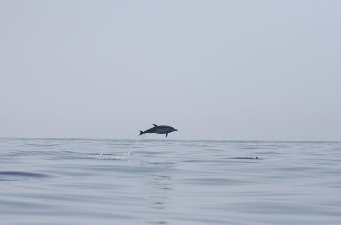Observing Dolphins in Faro - Who This Tour Suits Best in Faro