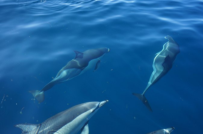 Observing Dolphins in Faro - My Booking Advice: Should You Choose This Dolphin Tour?